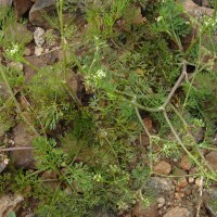 Cyclospermum leptophyllum (Pers.) Sprague ex Britton & P.Wilson